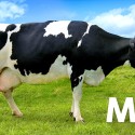 1-2-Switch-Milk.jpg